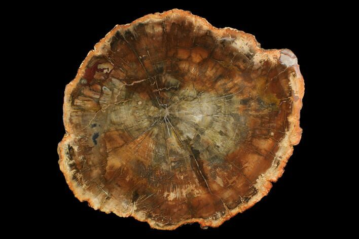 Top Quality Petrified Wood (Araucaria) Slab - Madagascar #162915